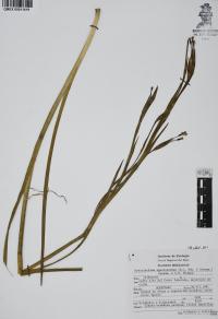 Sisyrinchium angustissimum image